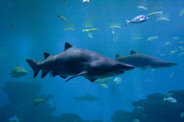 Dangerous sharks and fishes in an aquarium.