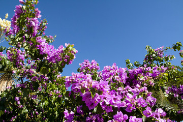 Fototapeta premium Wonderful pink flowers on bush at blue sky background.