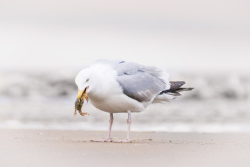 Möwe mit Krabbe im Schnabel