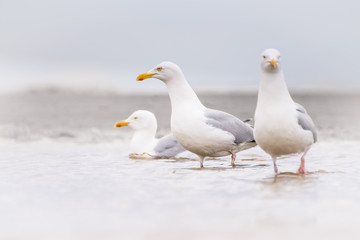 Drei Möwen im Meer angeordnet wie ein Postkartenmotiv