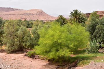 TAMARIS A AIT BEN HADDOU, MAROC