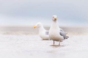 Fototapeta premium Zwei Möwen im Meer