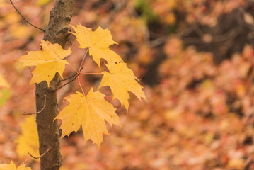 Fototapeta premium Golden autumn