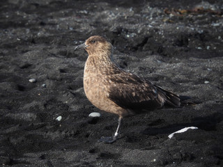 Great Skua or Stercorarius skua on beach