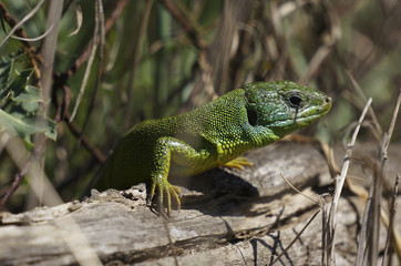 Green lizard