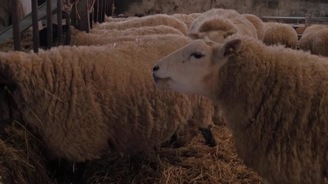 heard of pregnant ewes in barn waiting to give birth to their lambs