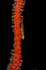 Whip Coral Goby