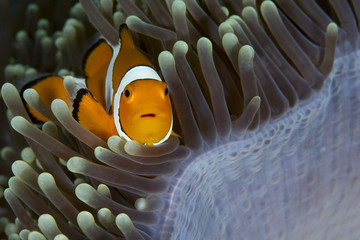 Clownfish in Anemone