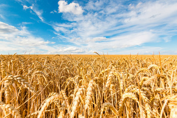 Golden wheat field on blue sky background