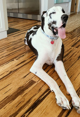 Handsome harlequin great dane dog laying on bamboo hardwood floors with his tongue out and eyes closed