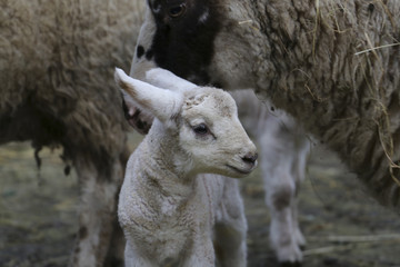 Lamb and family