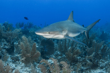 Fototapeta premium Caribbean Reef Shark