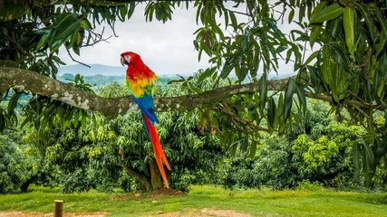 Meubelstickers papegaai © Pablo