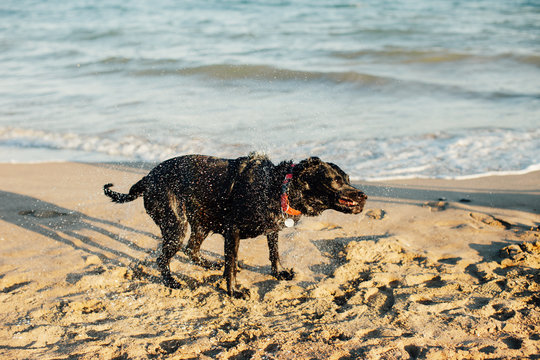 Wet labrador retriever dog on the beach.