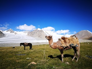 Pferd und Kamel Gletscher