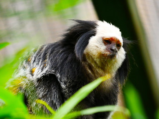 Tamarin