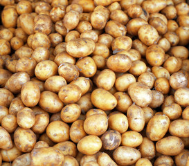 Pile of new potatoes, close up