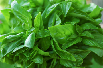 Fresh green basil, closeup