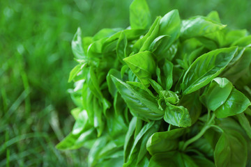 Fresh green basil on blurred background