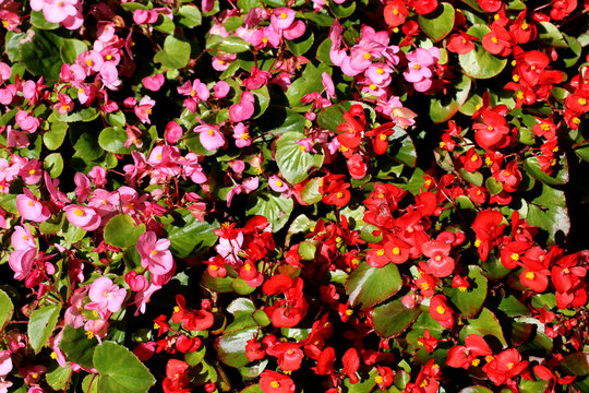 Closeup image of beautiful flowers wall background with amazing red and pink