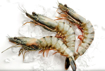 Fresh shrimps with ice on white background