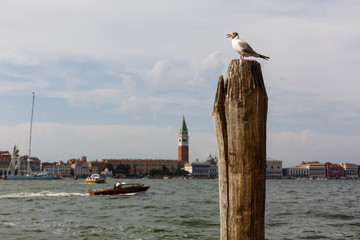 Fototapeta premium Seagull sitting on a pole. In the background Venice.