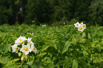 Potatoes, flowers