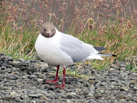 Iceland black-headed gull 2017
