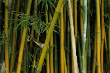 Bambus verdes e amarelos