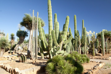 Cactus garden at island Majorca, Balearic Islands, Spain.