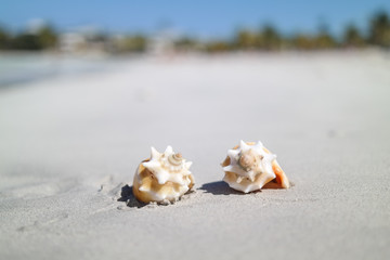 Two shell lying at the beach