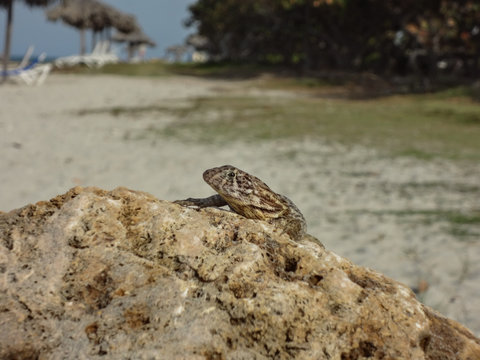Lizard sitting on a stone at the beach