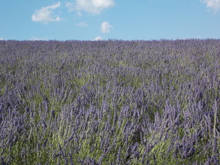 Obraz premium provence