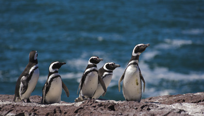 Obraz premium Pingwin magallański