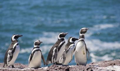 Naklejka premium Magallanic Penguin