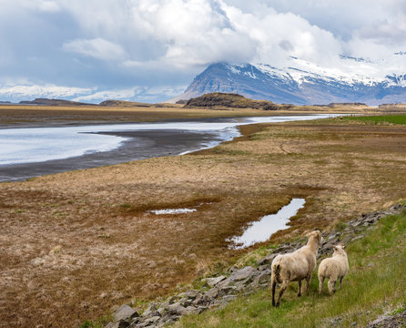 iceland landscape with sheep