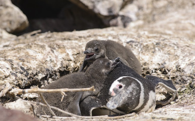 Magallanic Penguin