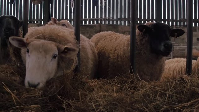 heavily pregnant ewe sheep eating hay in barn
