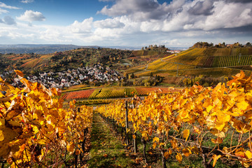 Weinberge  im Herbst bei Rotenberg - Stuttgart