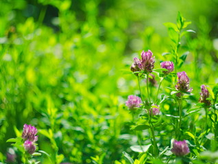 Meadow of beautiful clover flowers for luck, selective focus and shallow depth of field