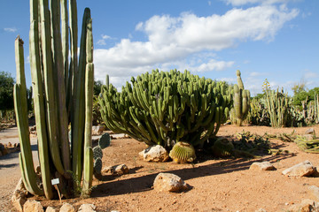 Cactus garden at island Majorca, Balearic Islands, Spain.