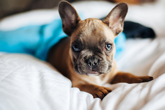 A french bulldog puppy wrapped in blankets lying on a bed