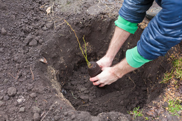 The gardener puts a berry bush in the ground in his garden. The process of landing the plant in the ground