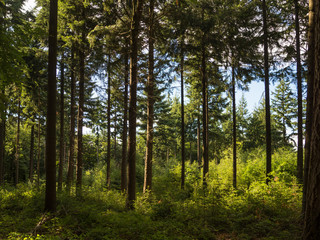 Old and young conifer trees in the forest