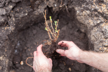 Planting a seedling. Close-up image of male hands holding green plant