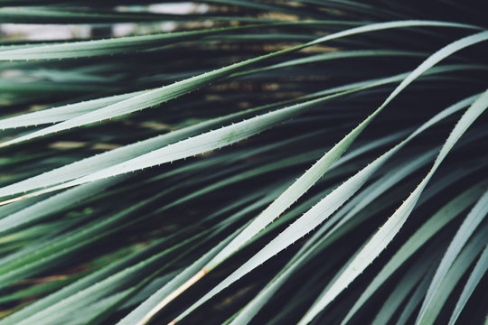 Abstract image of the strap-like leaves of a large tropical plant.