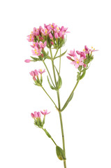 Fototapeta na wymiar Common centuary wild flower