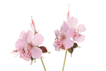 Wild geranium flowers