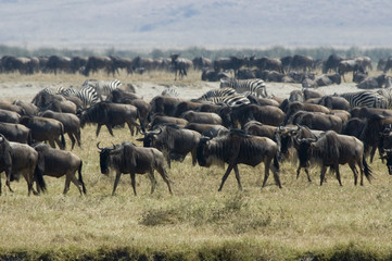 Naklejka na ściany i meble Zebras and Wildebeests 1 - Ngorongoro Conservation Area - Tanzania