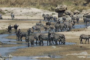 Fototapeta na wymiar Zebras and Wildebeests 3 - Tarangire National Park - Tanzania